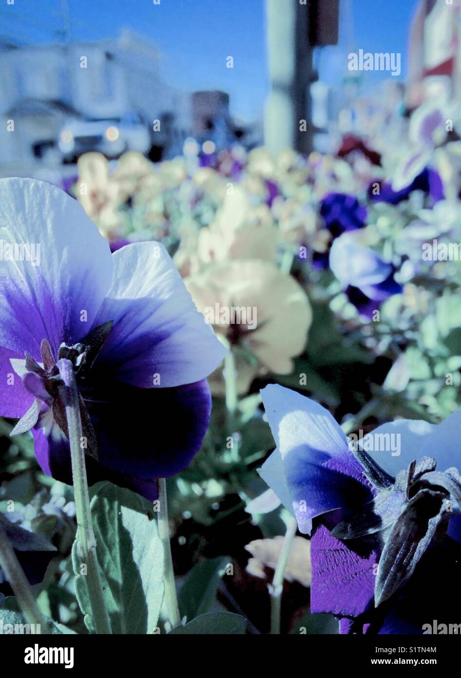Blue tinted pansies against blue sky in small North Carolina town - Smartphone Captured Stock Image