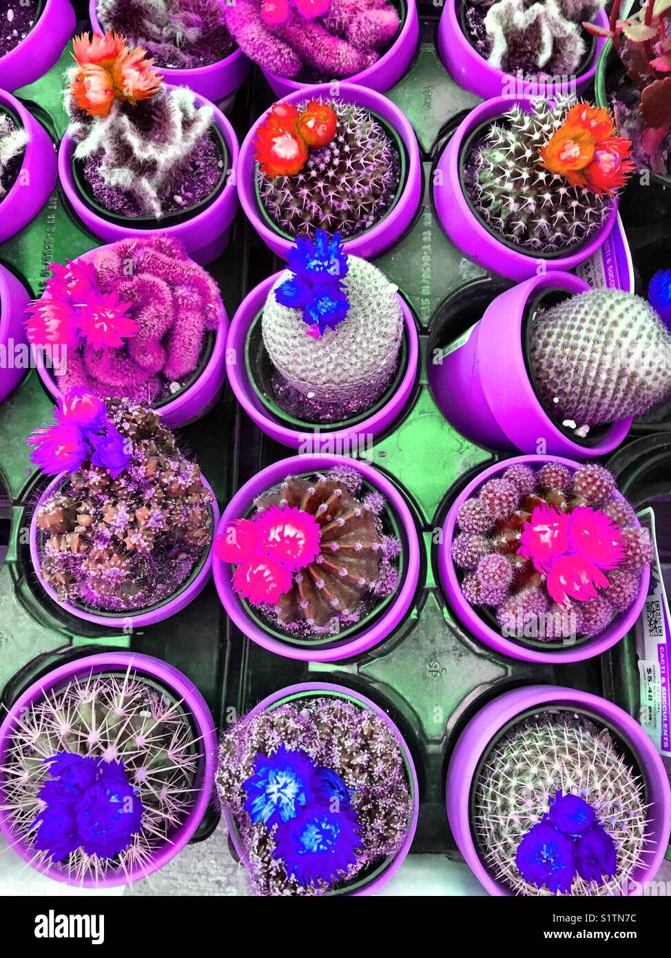 Succulents with flowers hires stock photography and images Alamy