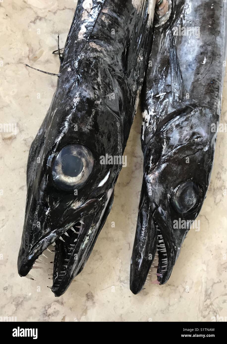 Black Scabbard Fish Hi Res Stock Photography And Images Alamy Black Scabbard Fish Hi Res Stock Photography And Images Alamy