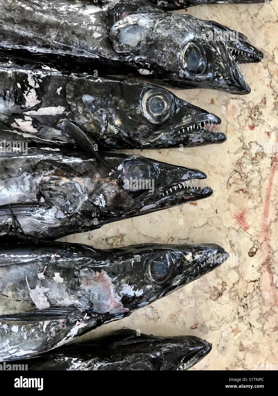 Black scabbard fish on a fishmonger’s slab - Smartphone Captured Stock Image