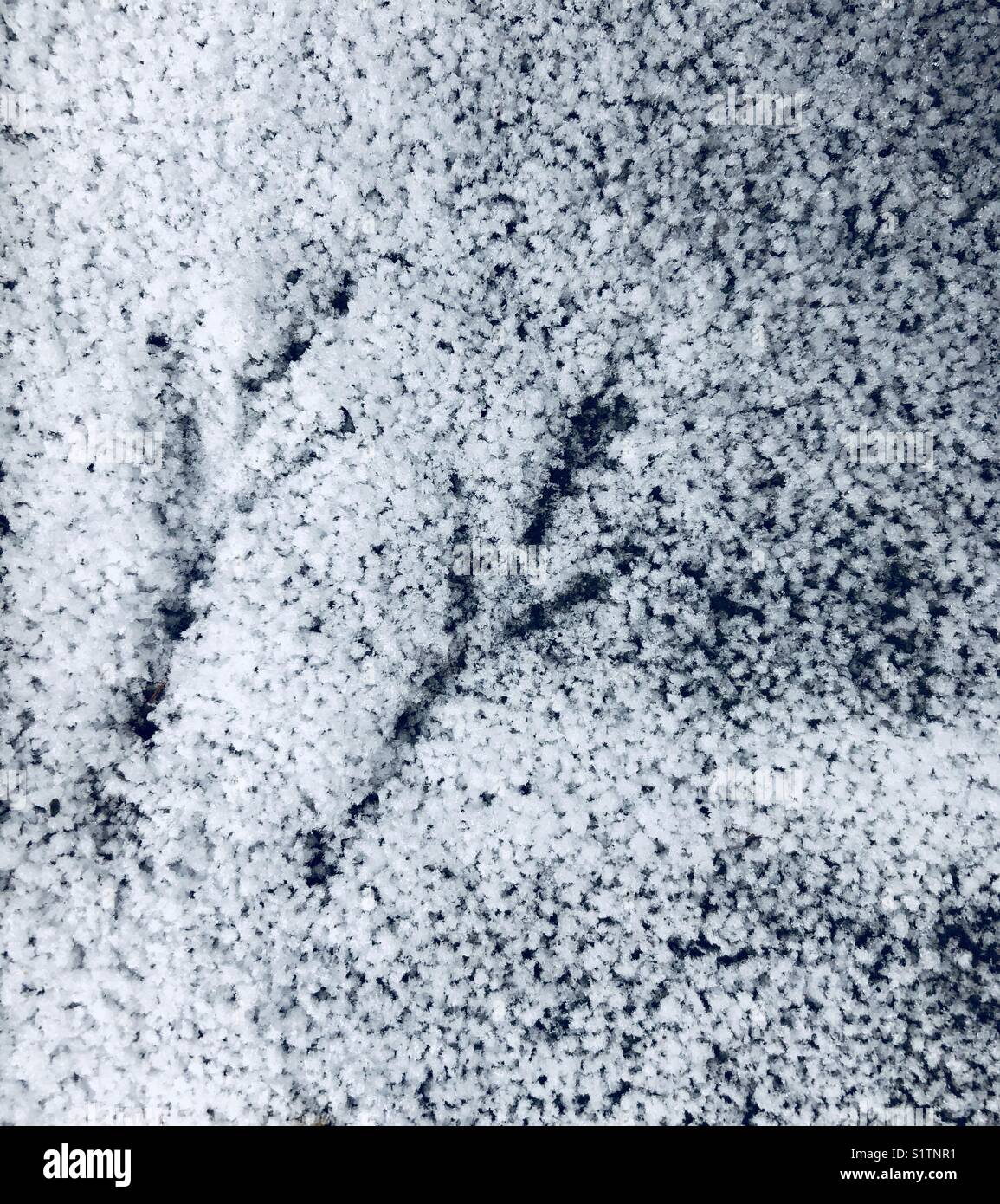 Bird footprints in a light layer of snow - Smartphone Captured Stock Image