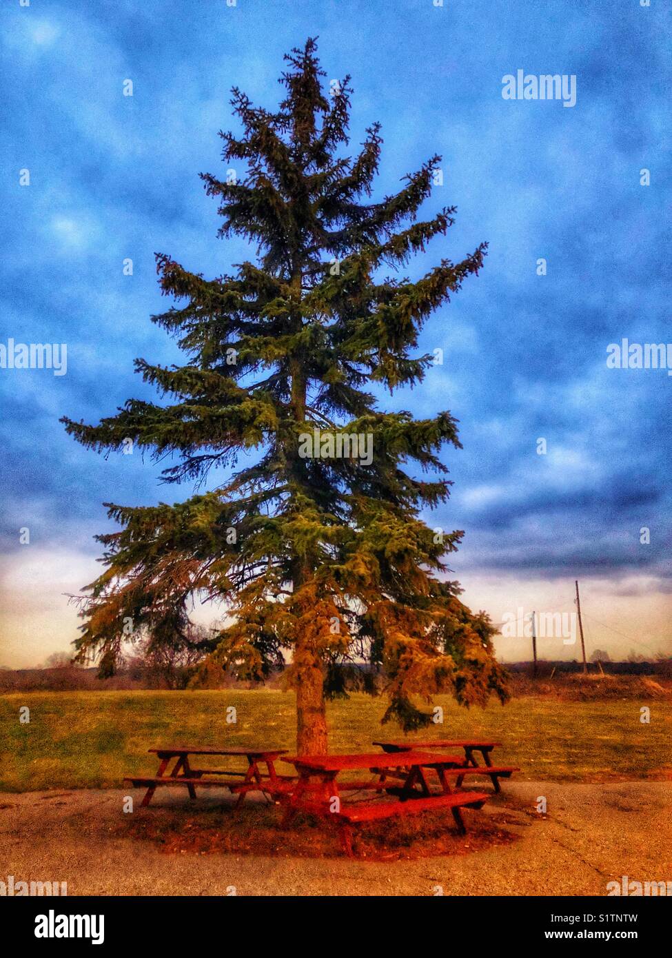 Lone tall evergreen tree with three empty wooden picnic tables underneath at dusk - Smartphone Captured Stock Image