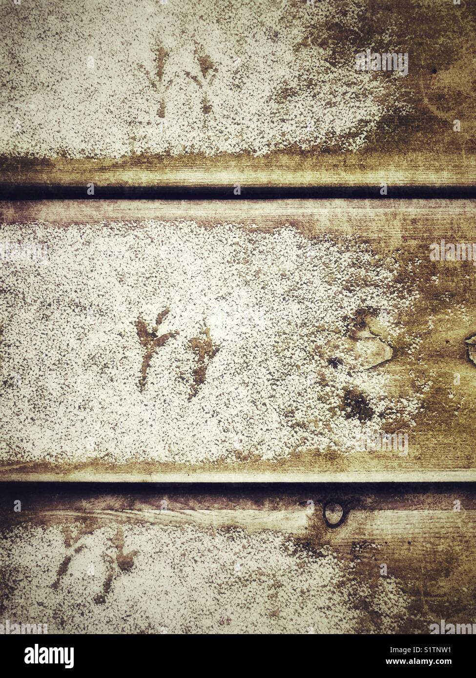 Bird tracks in light snow on wooden boards - Smartphone Captured Stock Image