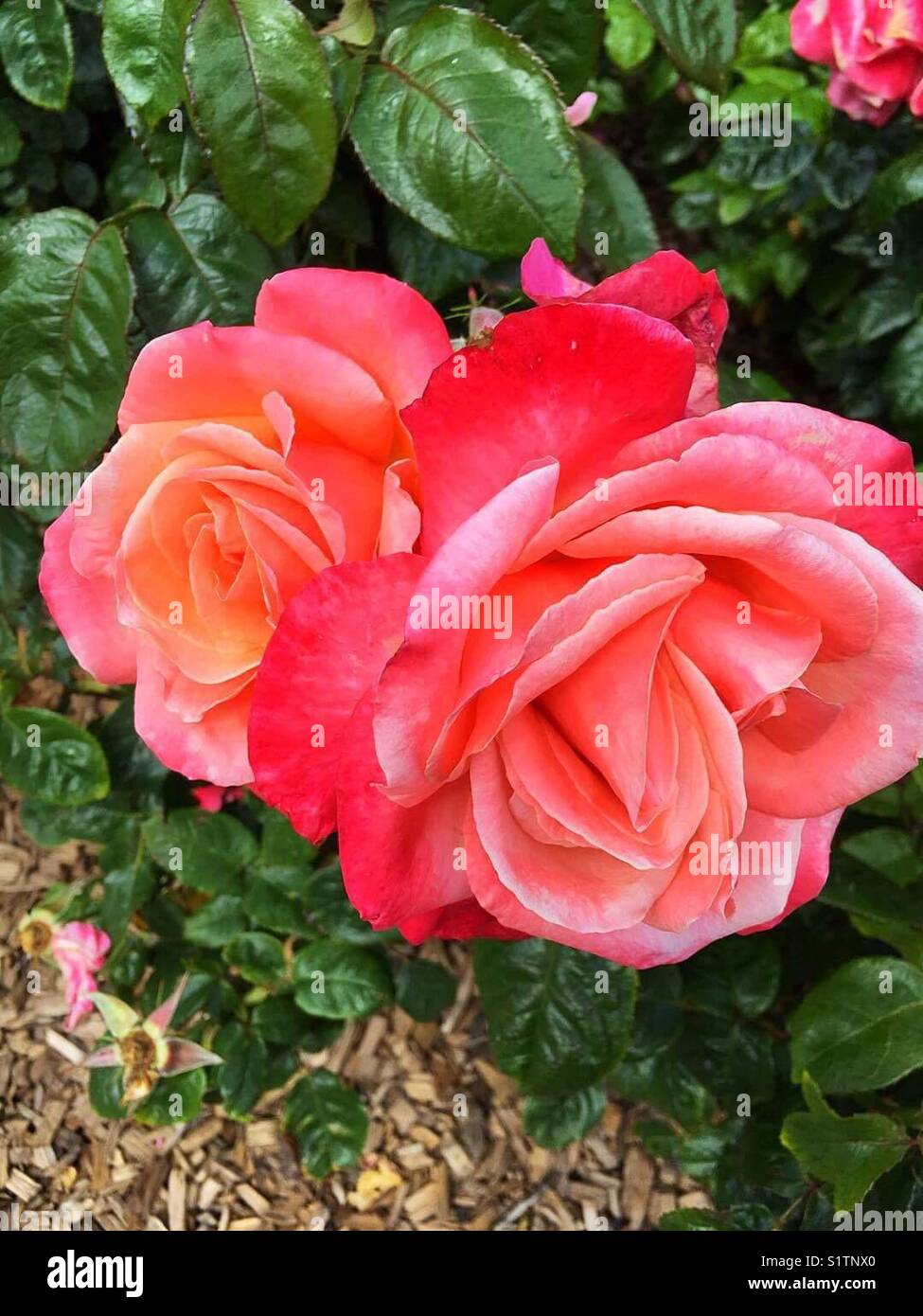 A rose by any other name Stock Photo Alamy