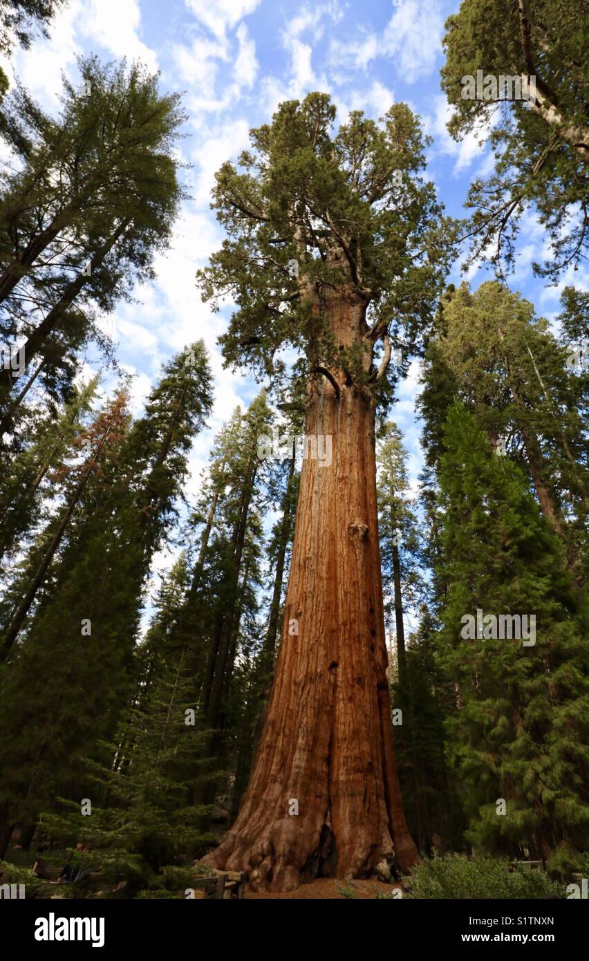 Sequoia General Sherman Stock Photo