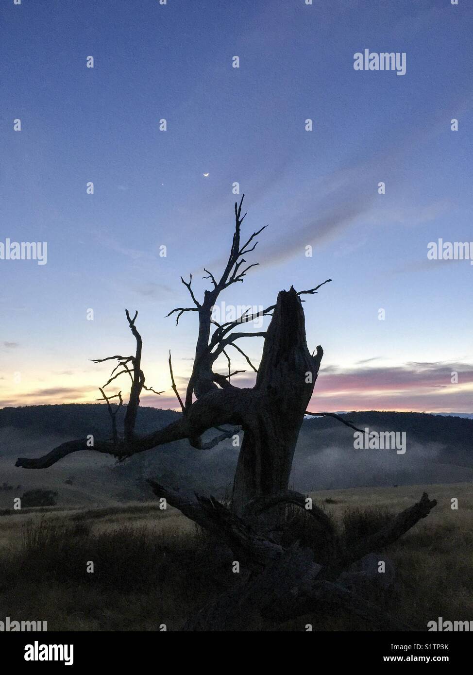 Old tree stump in silhouette at sunrise - Smartphone Captured Stock Image