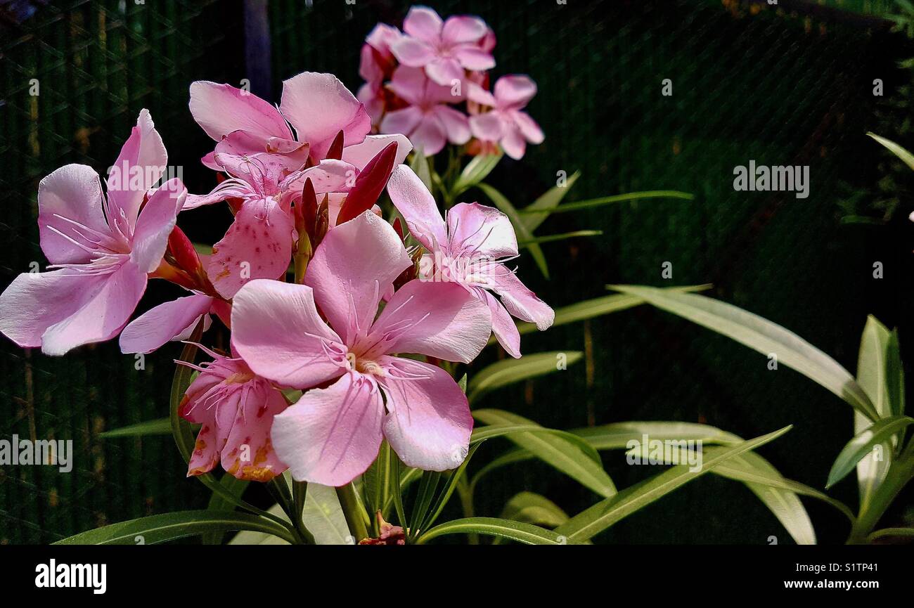Beautiful pink flowers at delhi zoo,india Stock Photo - Alamy