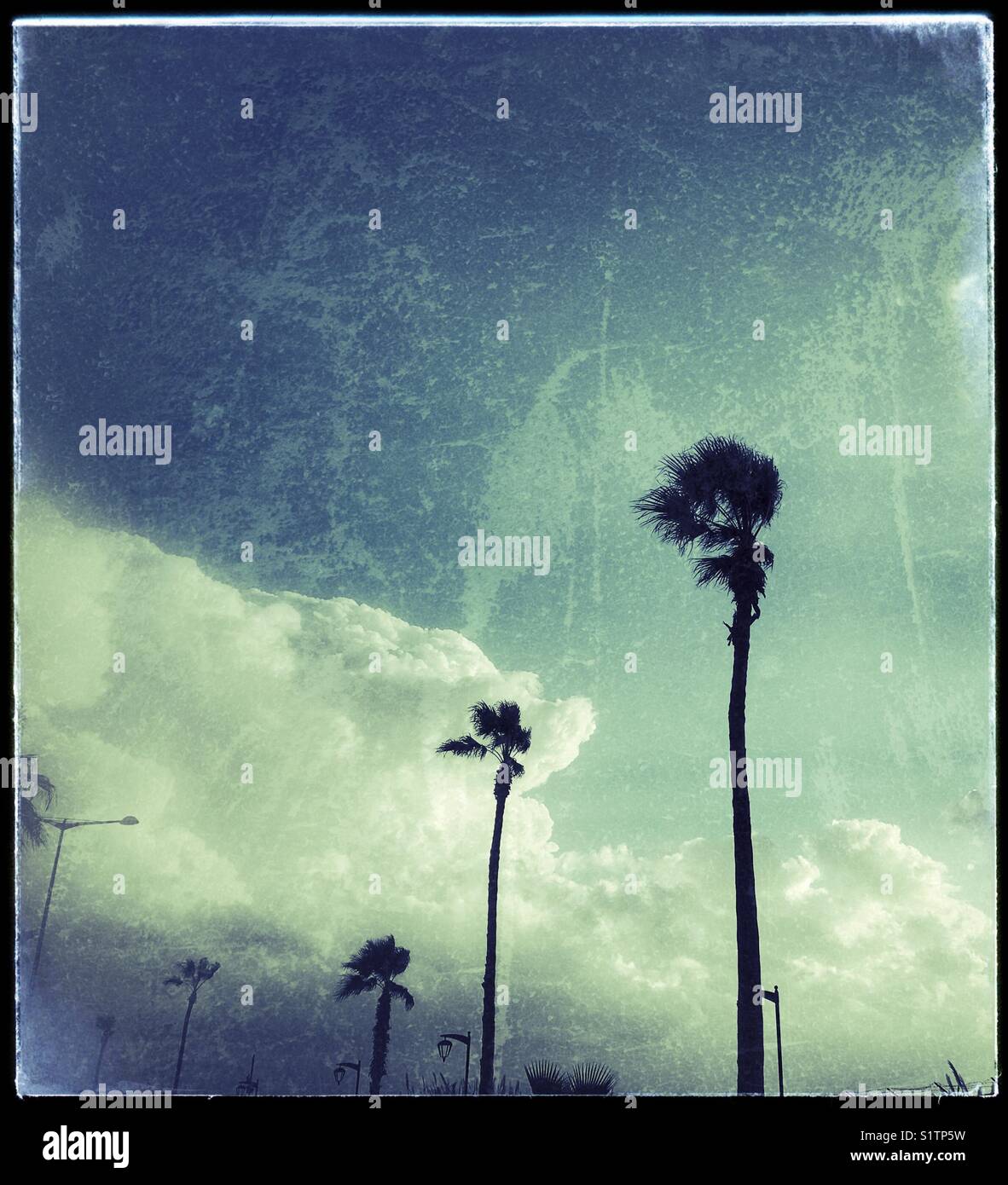 Palms in a windy day - Smartphone Captured Stock Image Palms in a windy day - Smartphone Captured Stock Image