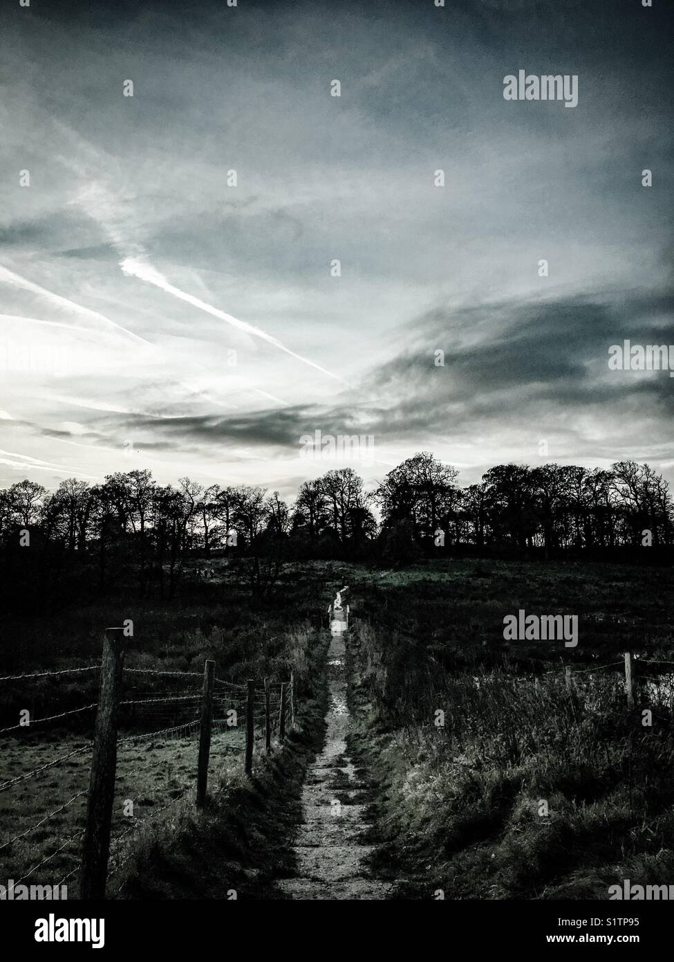 A footpath straight ahead through the fields on Felbrigg Estate in Norfolk, UK - Smartphone Captured Stock Image