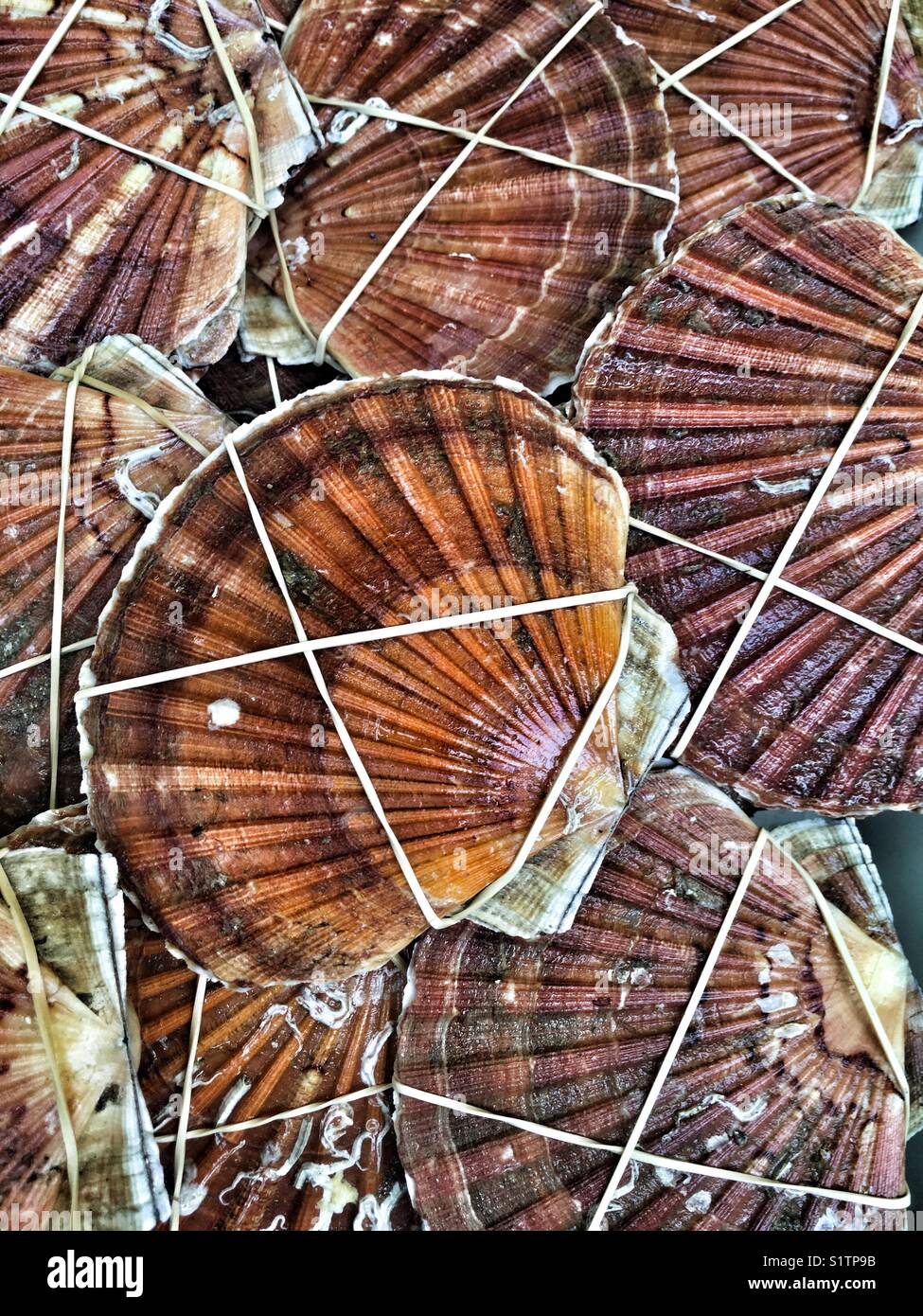 Saint Jacob's mussels in the market, King scallops - Smartphone Captured Stock Image