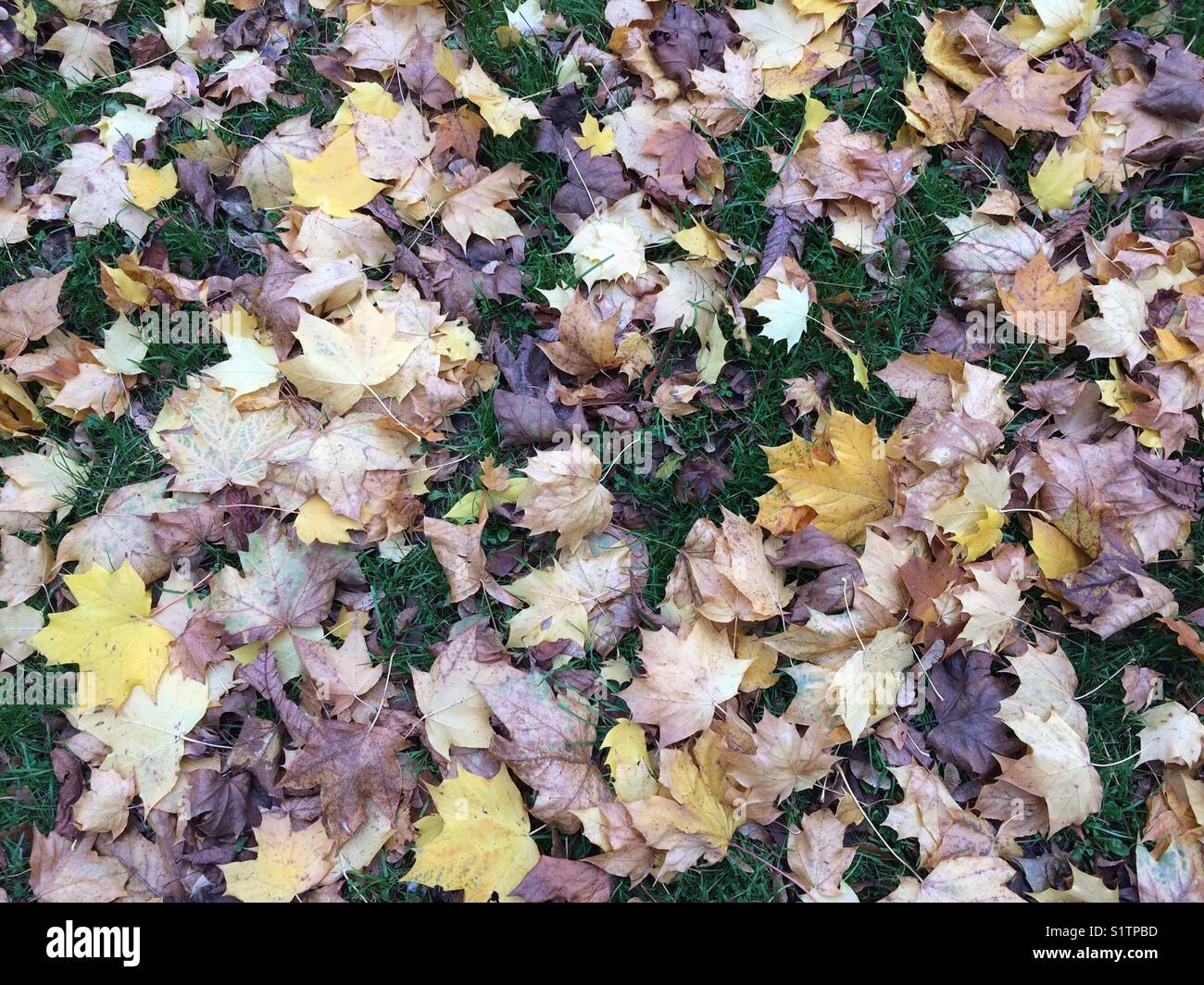 Autumn leaves - Smartphone Captured Stock Image