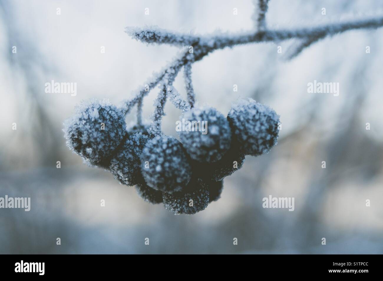 Frozen Aronia berries Stock Photo - Alamy
