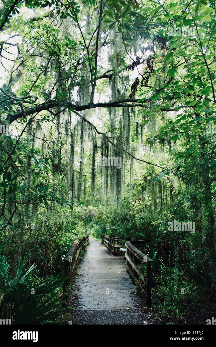 Green falls, Bayou, New Orleans, Louisiana Stock Photo Alamy