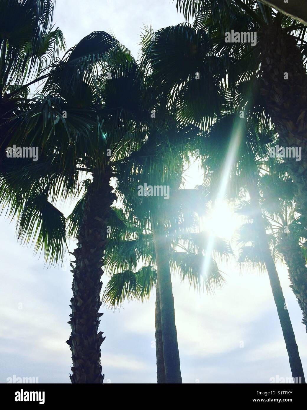 Silhouette of palm trees against sunflare sky Stock Photo
