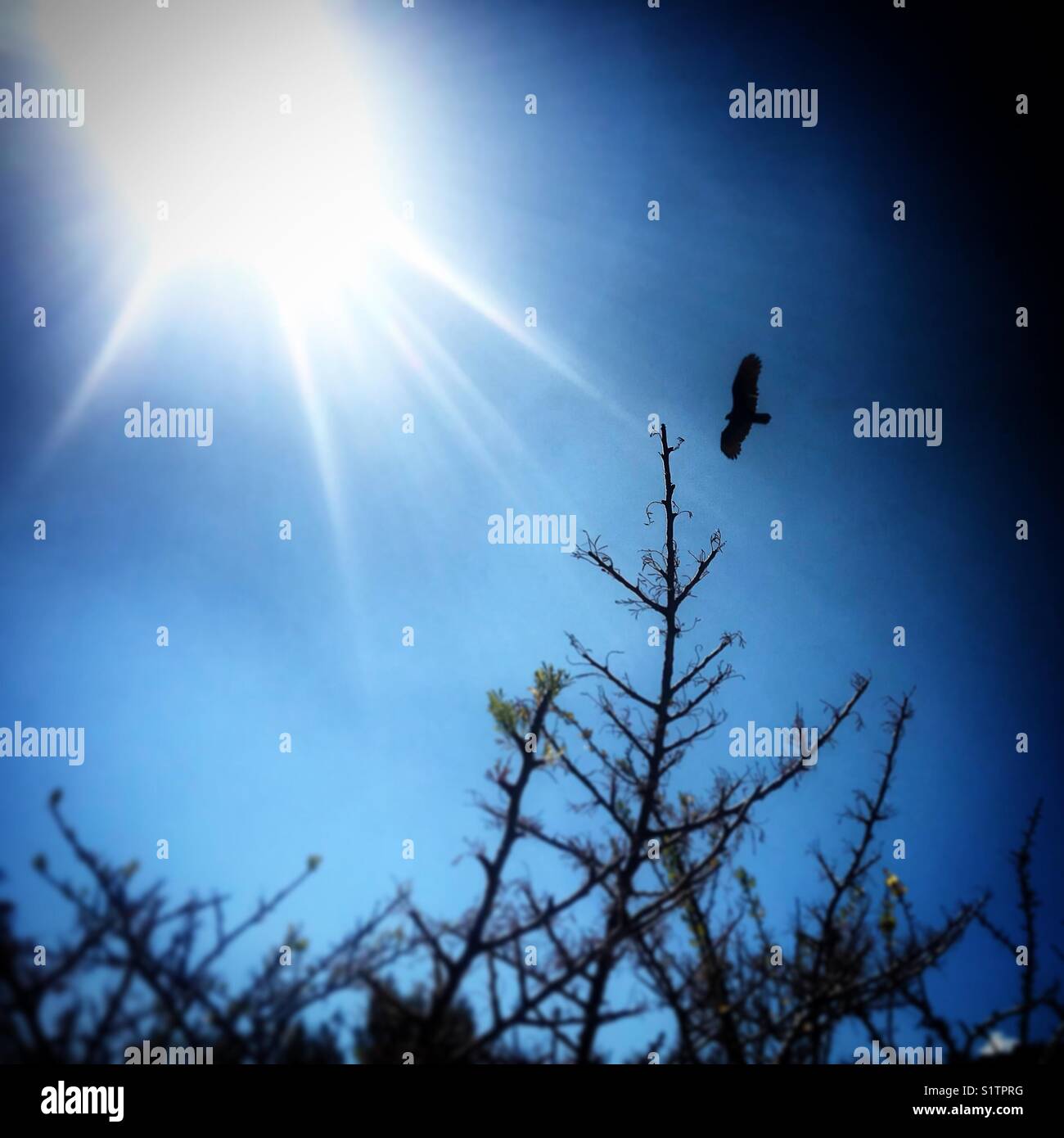 A buzzard flies under the sun in the ancient city of Monte Alban, Oaxaca, Mexico - Smartphone Captured Stock Image