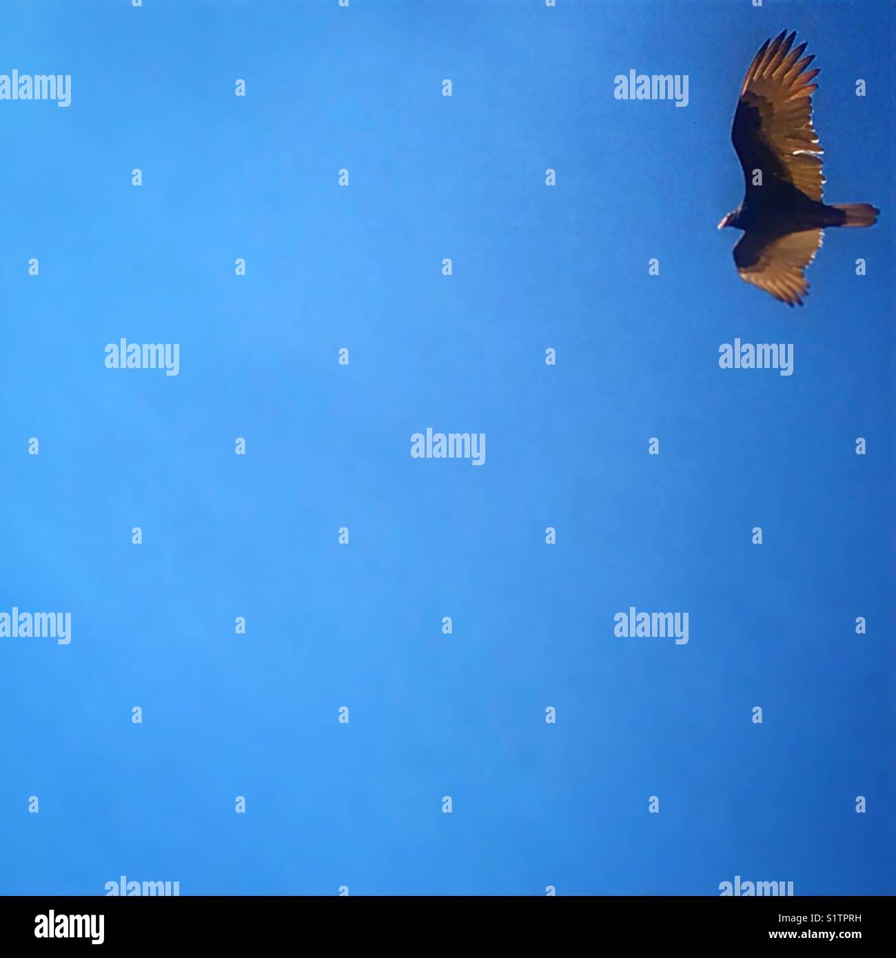 A buzzard flies in the blue sky in Monte Alban, Oaxaca, Mexico - Smartphone Captured Stock Image