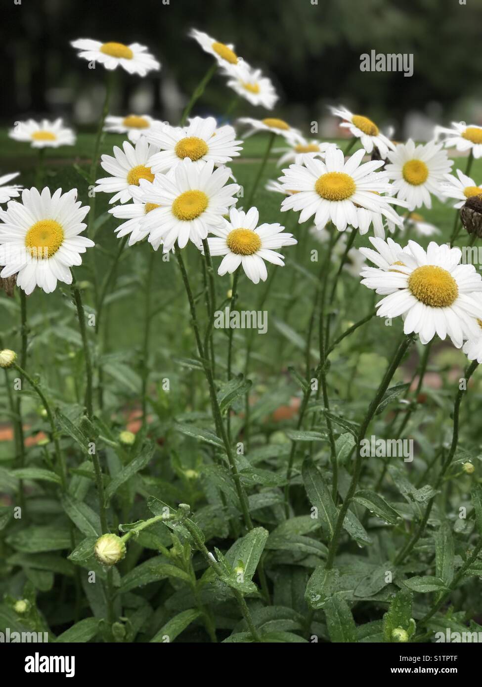 Bed of Daisies Stock Photo Alamy