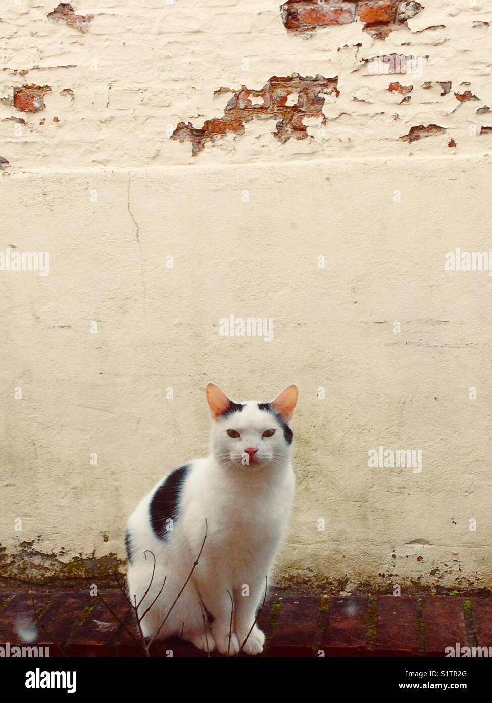 Cat on a wall Stock Photo Alamy