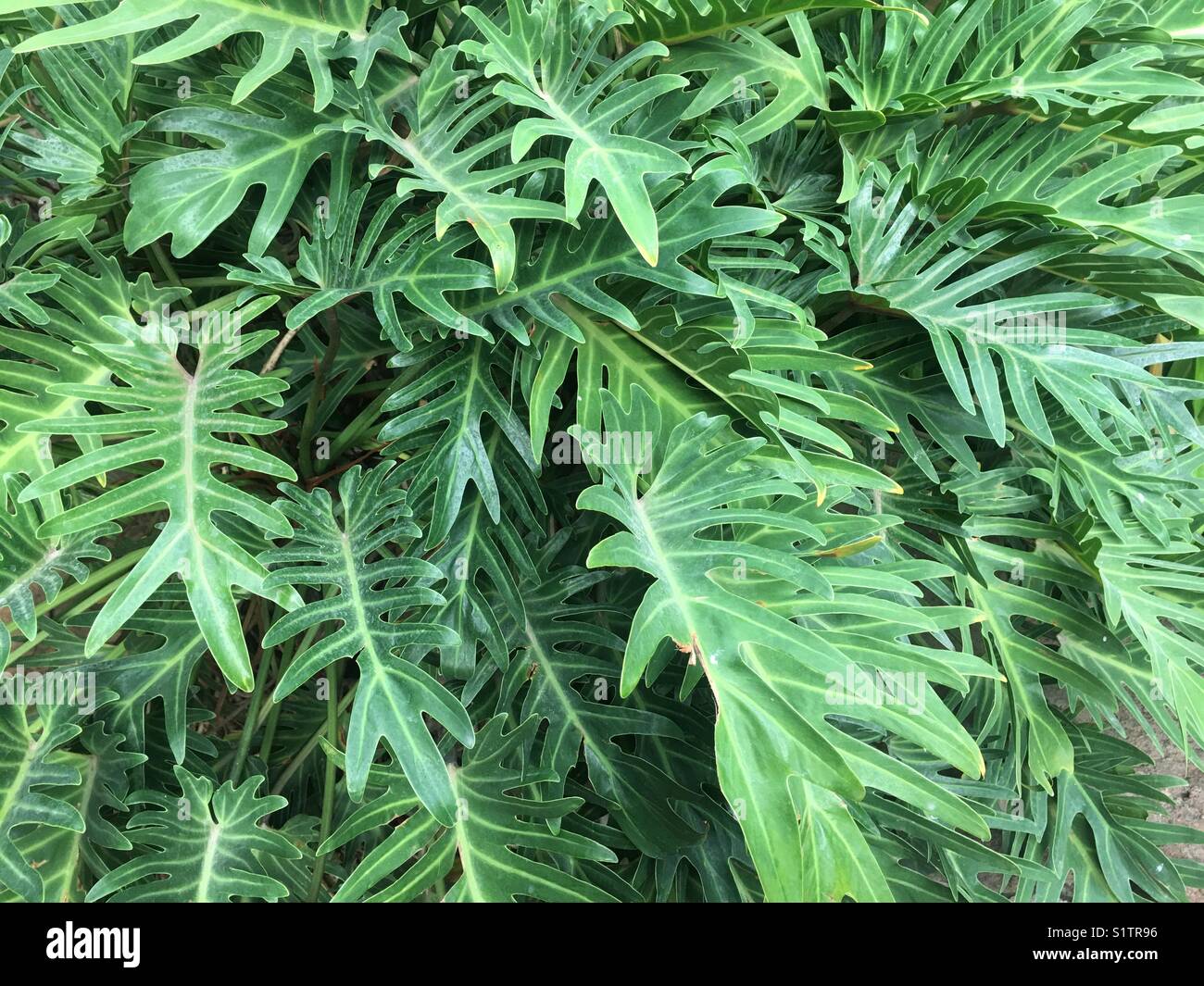 Lush green tropical leaves Stock Photo - Alamy