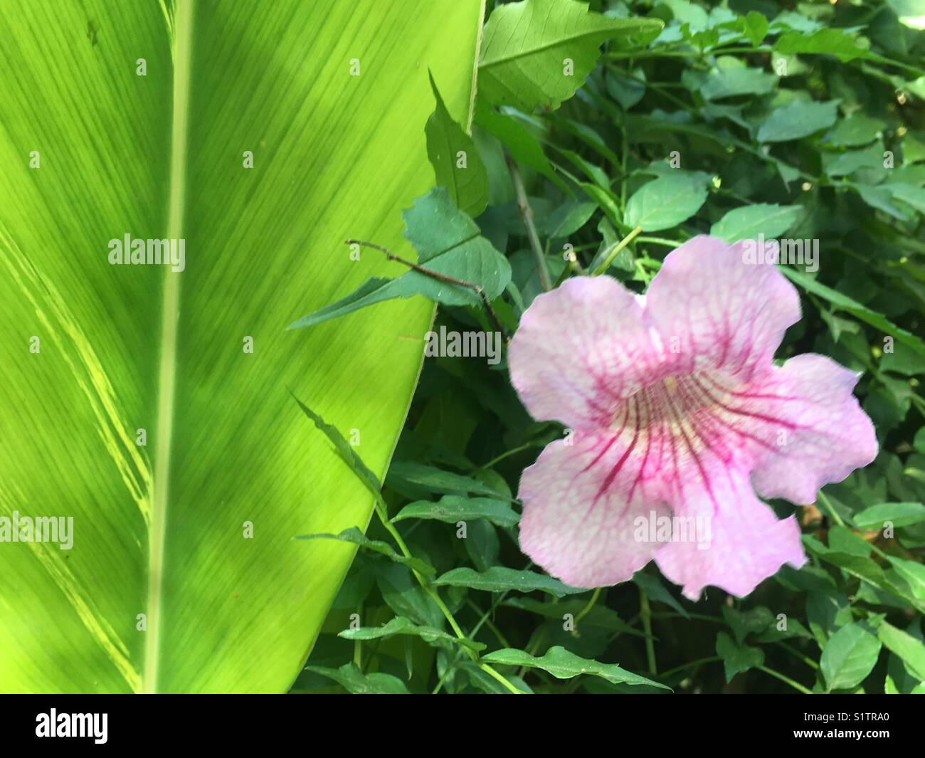 Beautiful pink flower against lush green vegetation and a big leaf - Smartphone Captured Stock Image