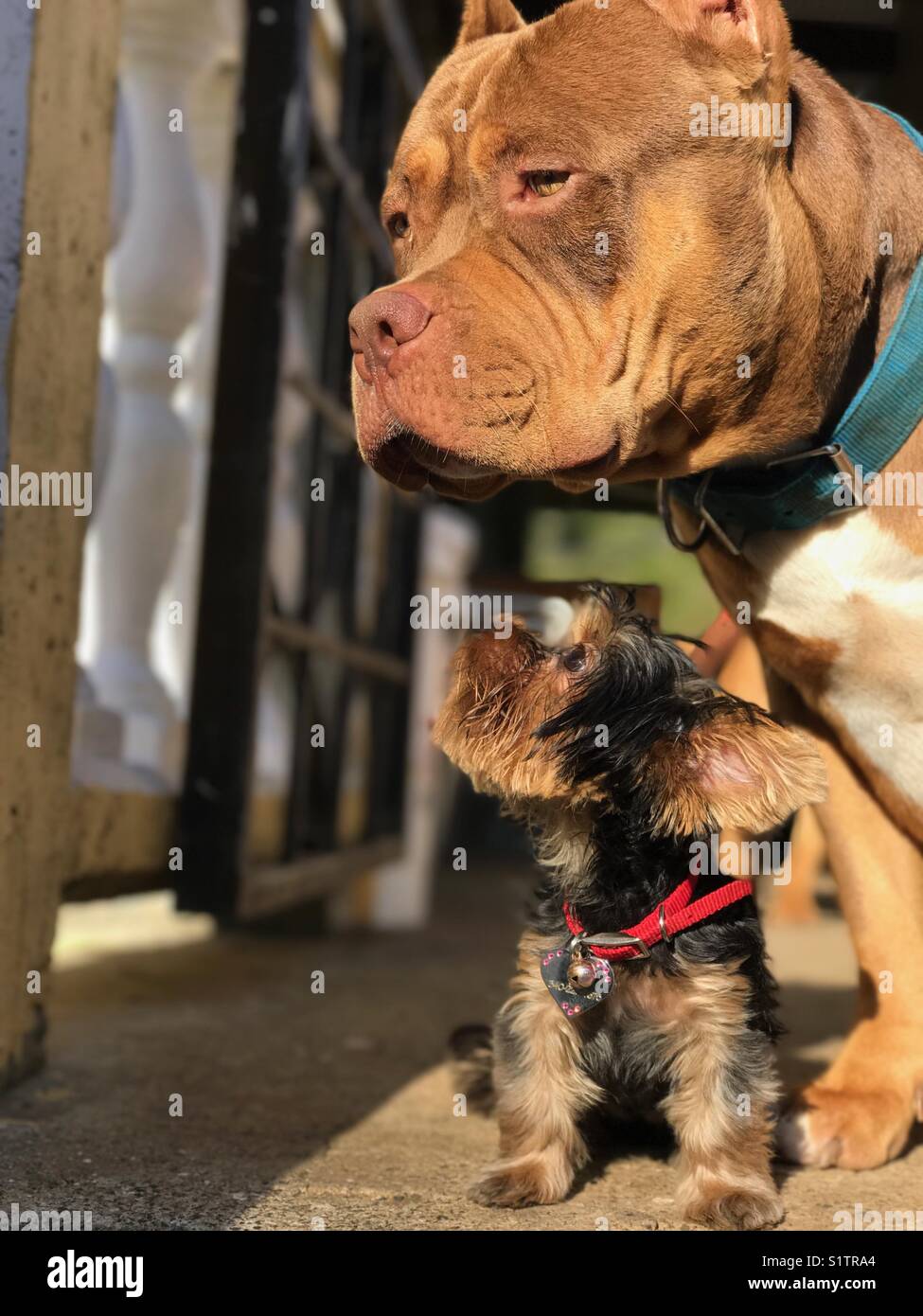 Super Buff Pitbull Dogs