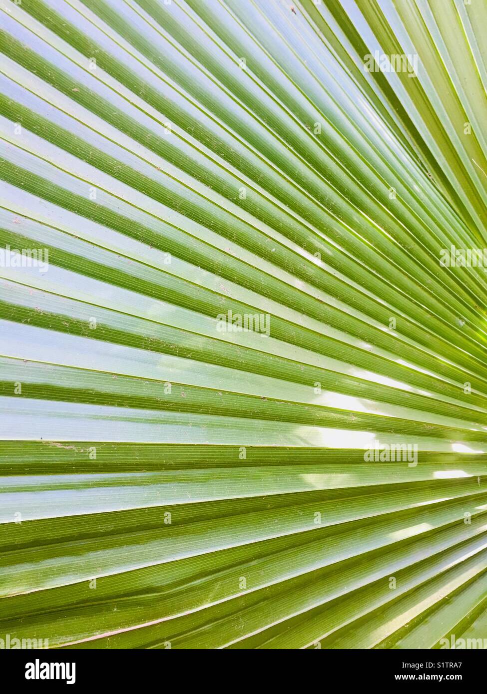 Palm leaf pattern texture - Smartphone Captured Stock Image