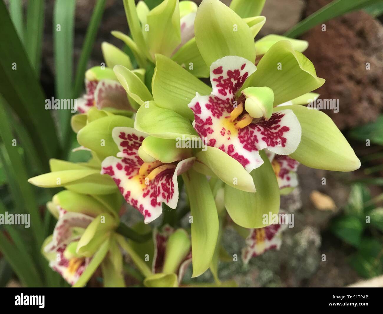 Green orchid close up - Smartphone Captured Stock Image