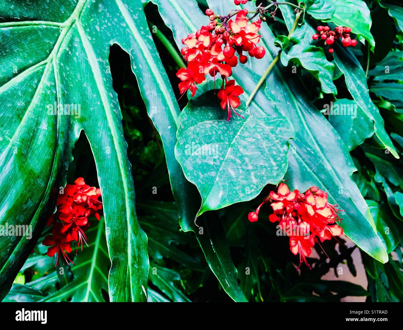 Red flowers against big green leaves Stock Photo