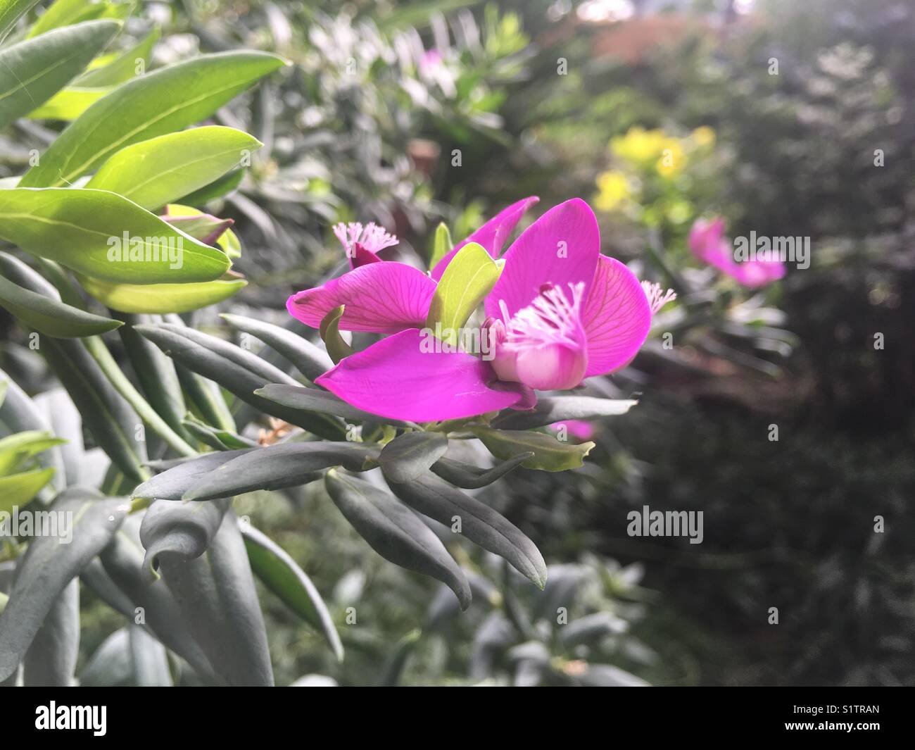 Pink flower in sunlight - Smartphone Captured Stock Image