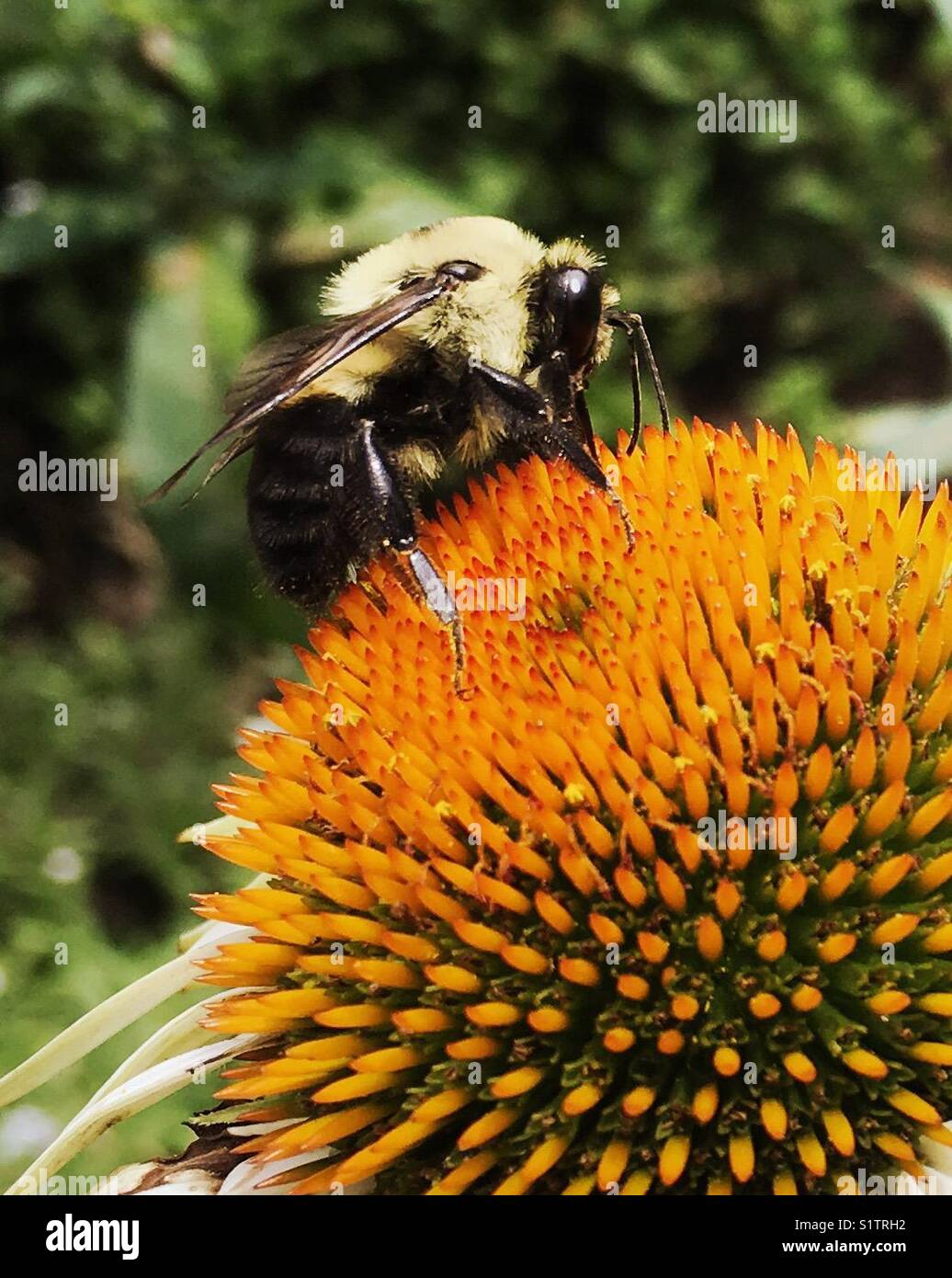 Bumblebee on flower center Stock Photo