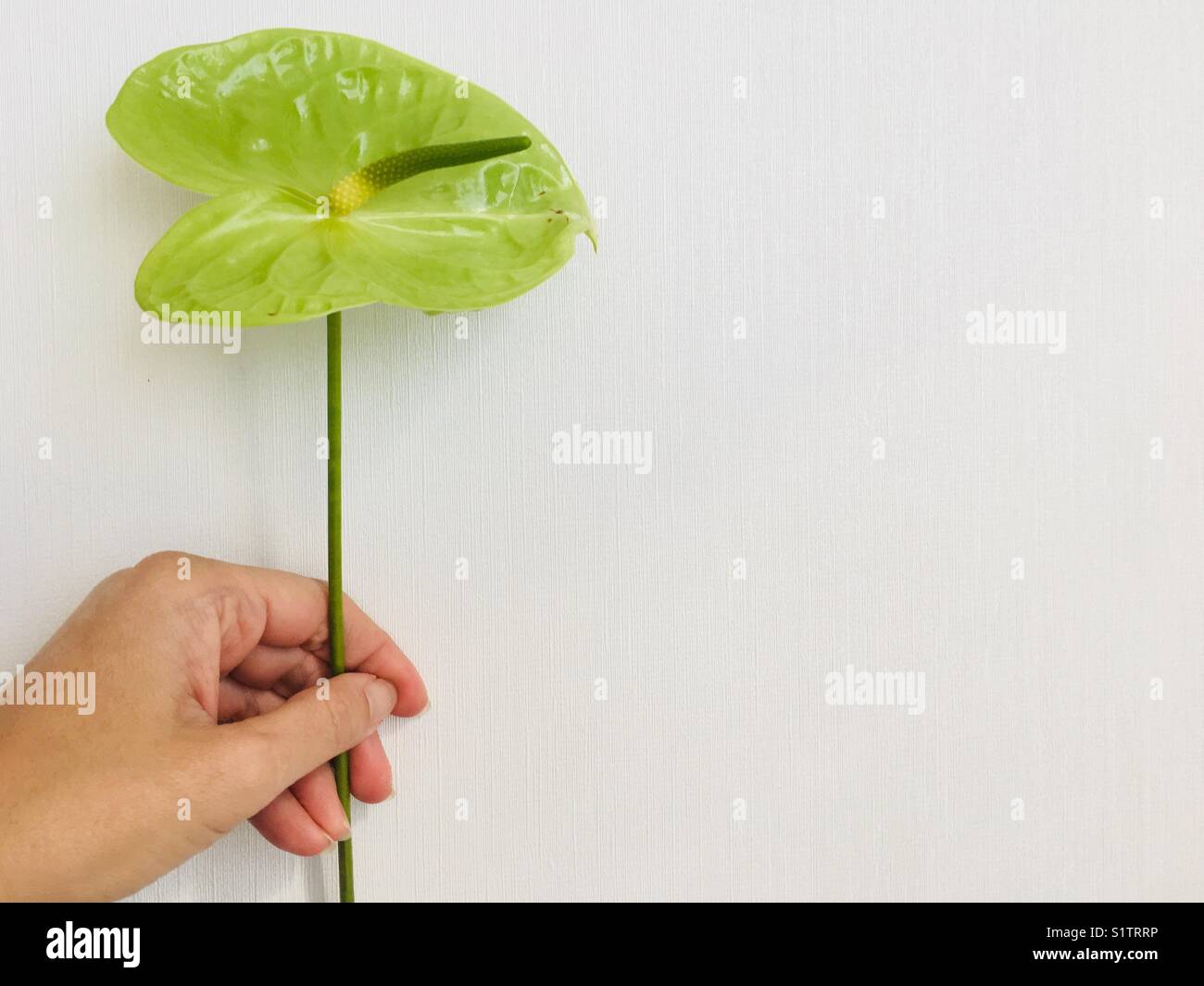 Hand holding a big, green exotic flower - Smartphone Captured Stock Image