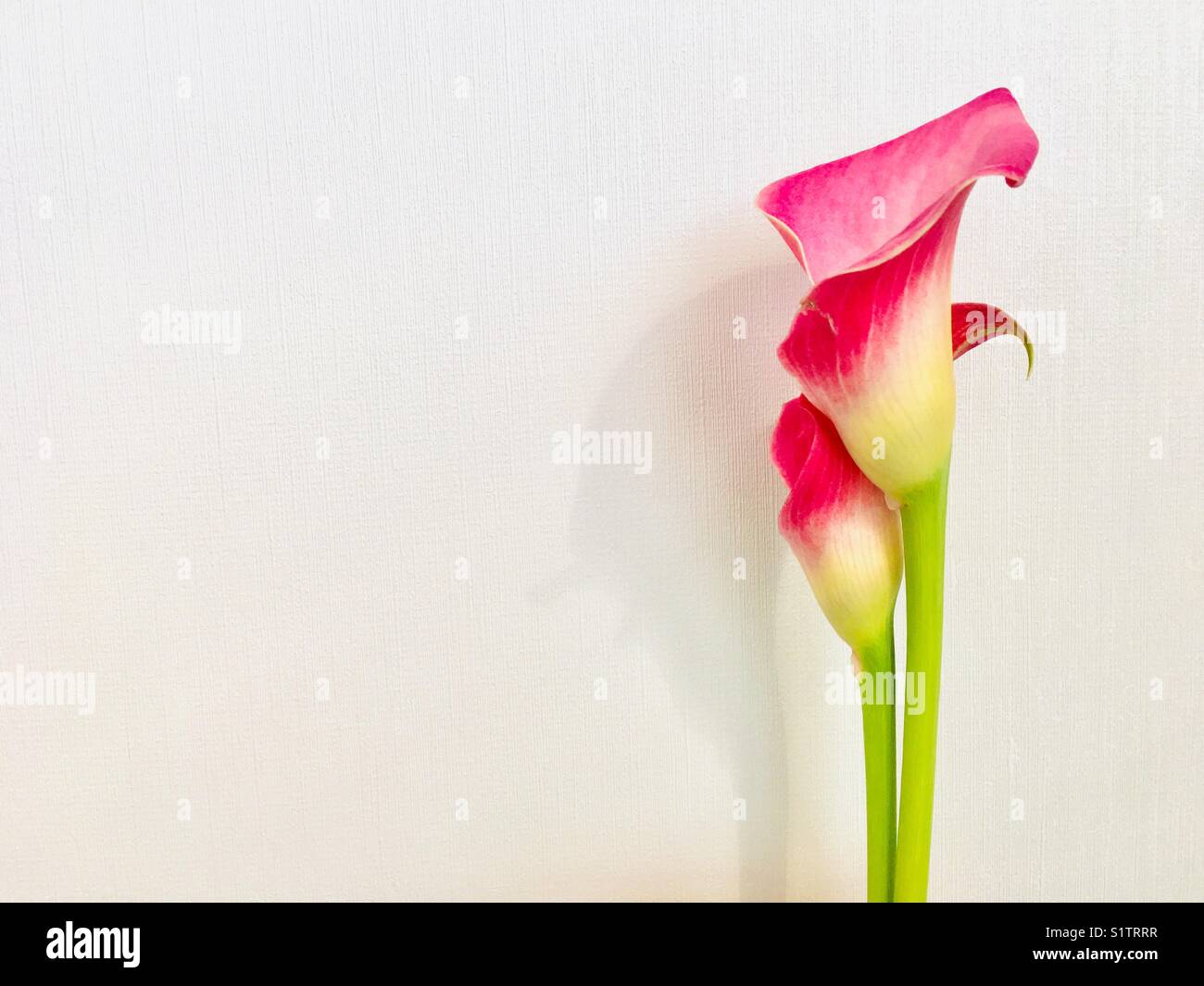 Two tubular pink flowers on white background - Smartphone Captured Stock Image