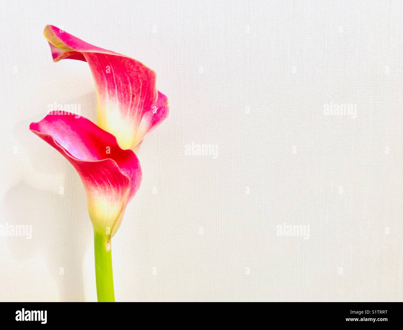 Two tubular pink white flowers on a white background with copy space - Smartphone Captured Stock Image