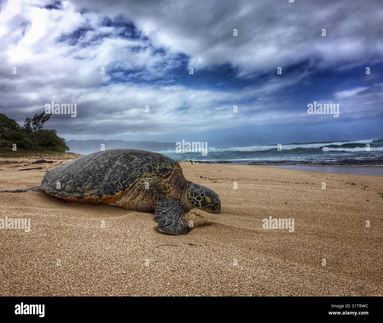 Hawaiian sea turtle - Smartphone Captured Stock Image