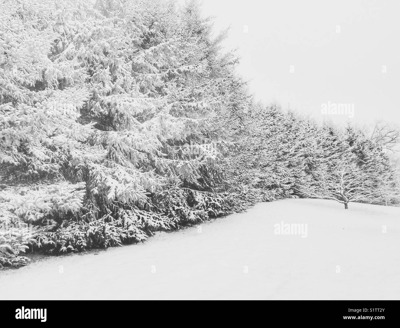 Wall of tall snow covered evergreens during a fresh snowfall in southern Ontario, Canada in December - Smartphone Captured Stock Image