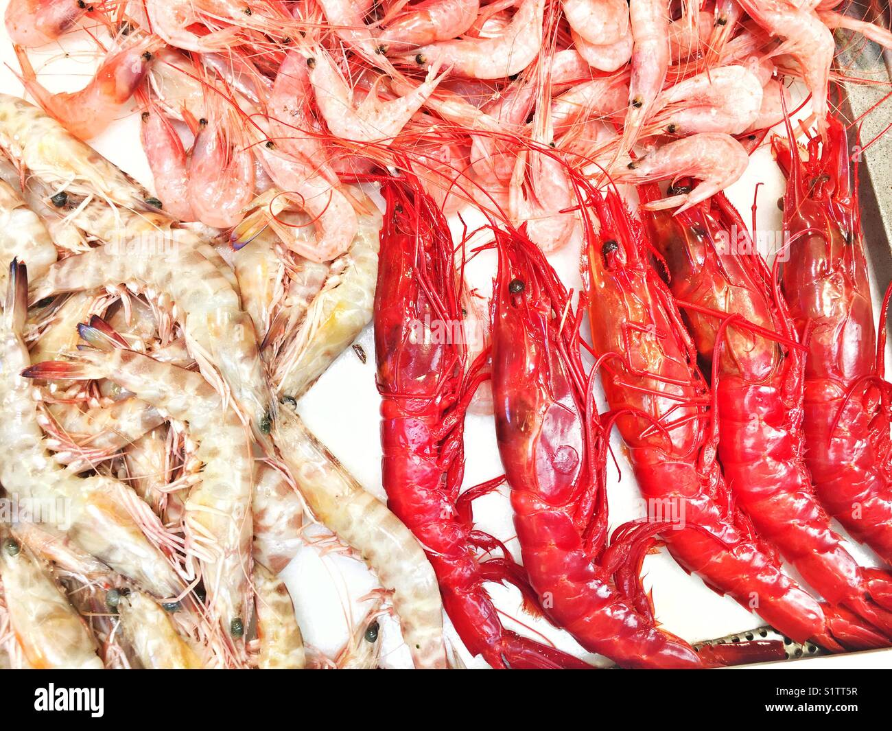 Diffrent types of shrimps, prawns on the market Stock Photo Alamy