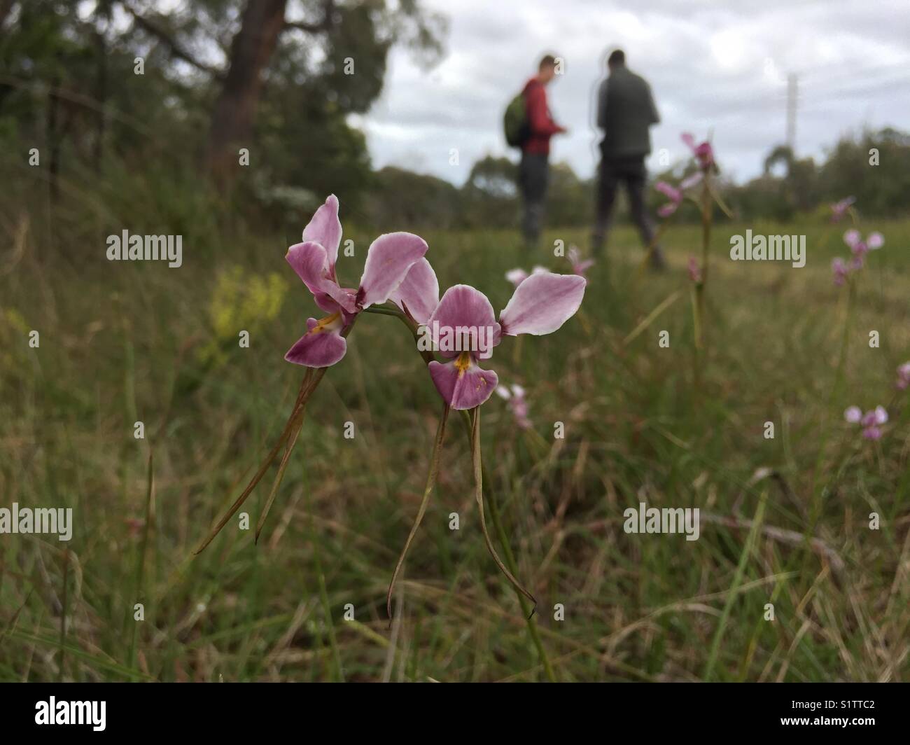 Purple Donkey Orchid (Diuris punctata) with people in the background Stock Photo
