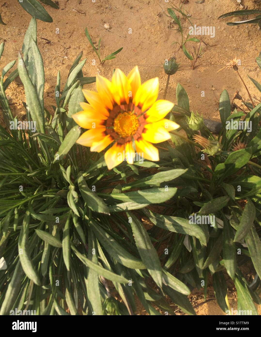 Yellow flower on sand land - Smartphone Captured Stock Image