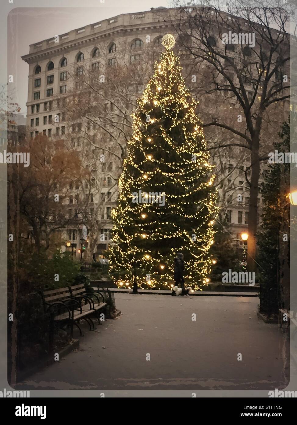 Brightly lit Holiday Christmas tree in Madison Square, Park, New York