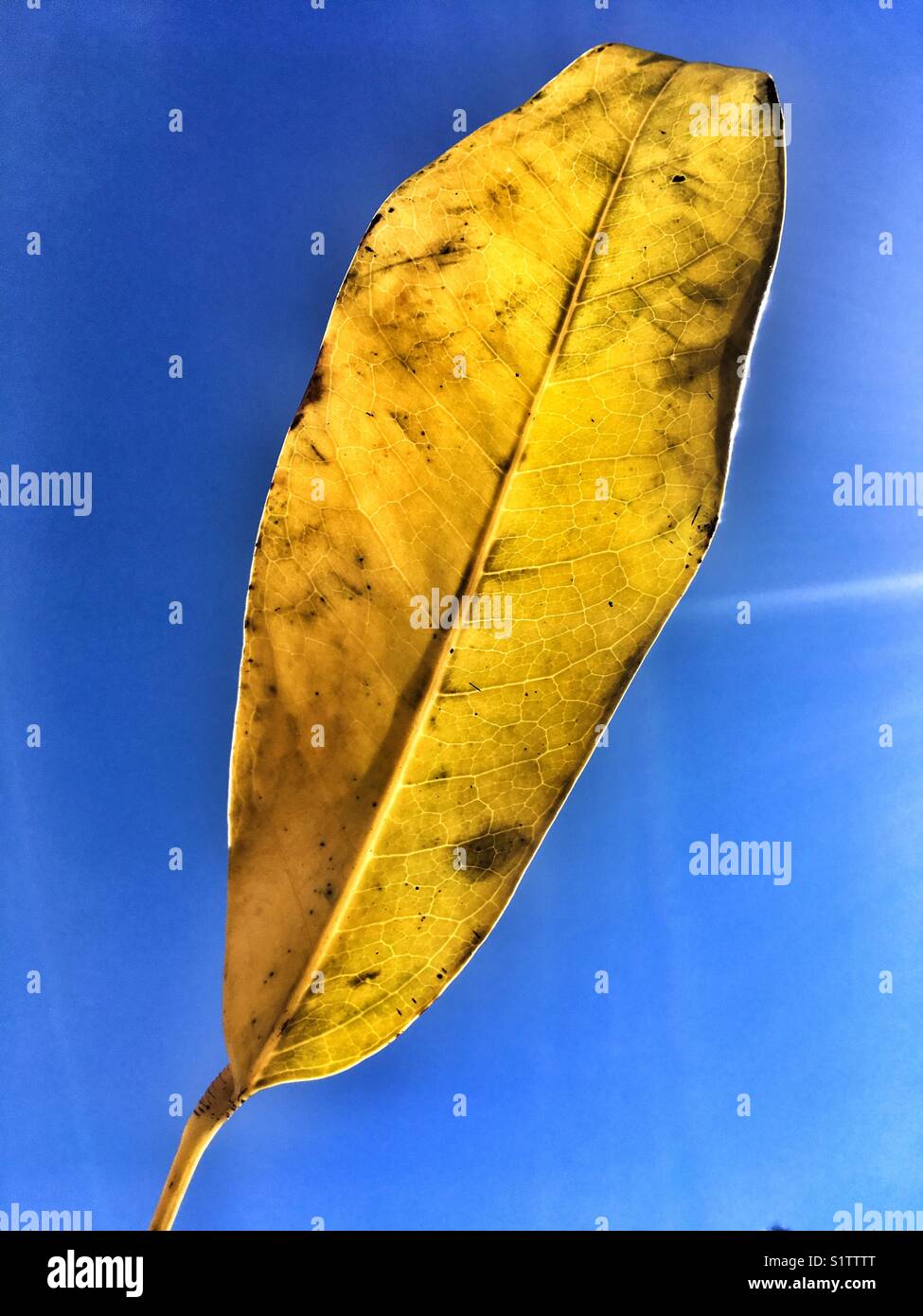 Yellow leaf on blue sky background - Smartphone Captured Stock Image
