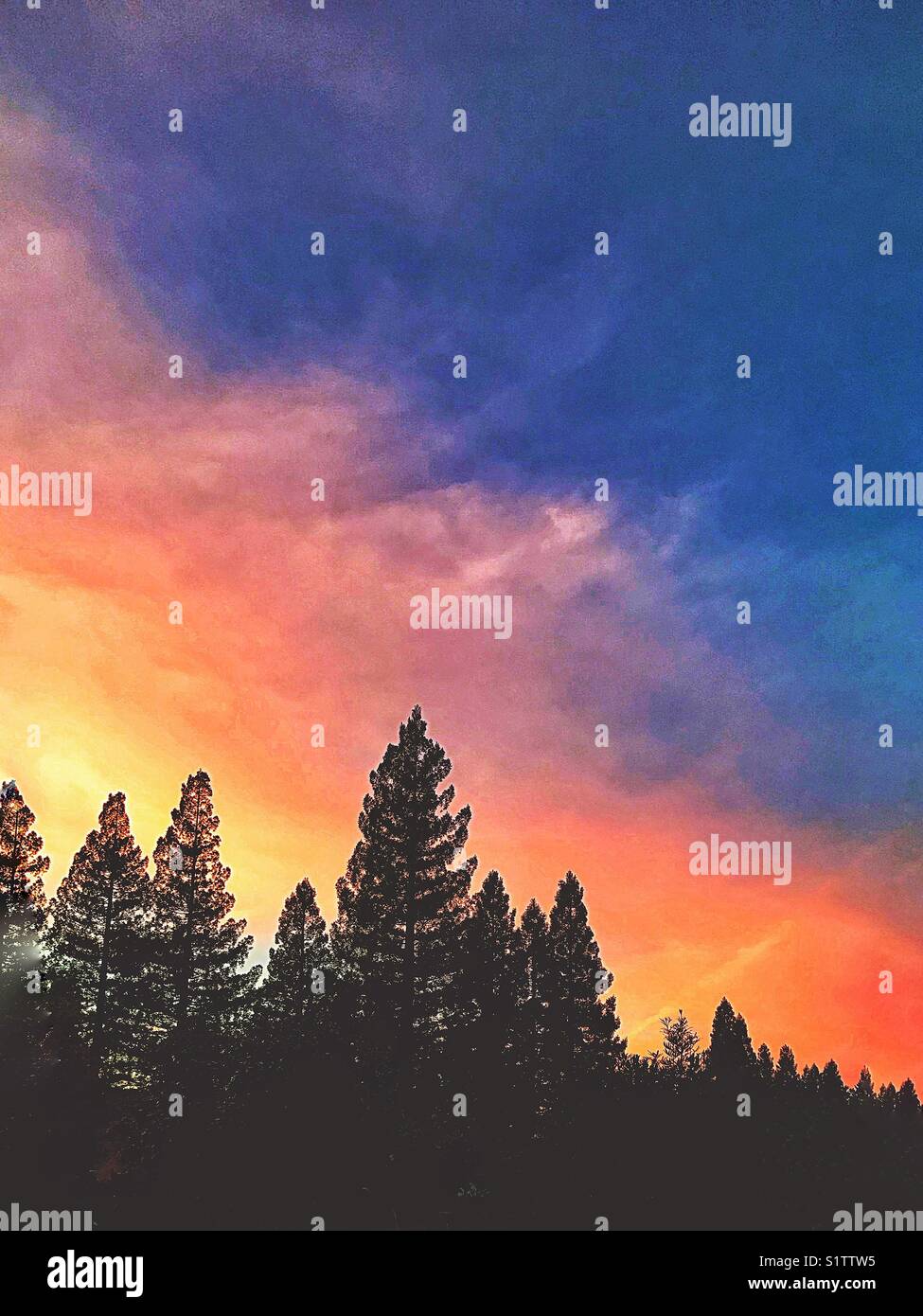 Brilliant sunset over redwood trees - Smartphone Captured Stock Image