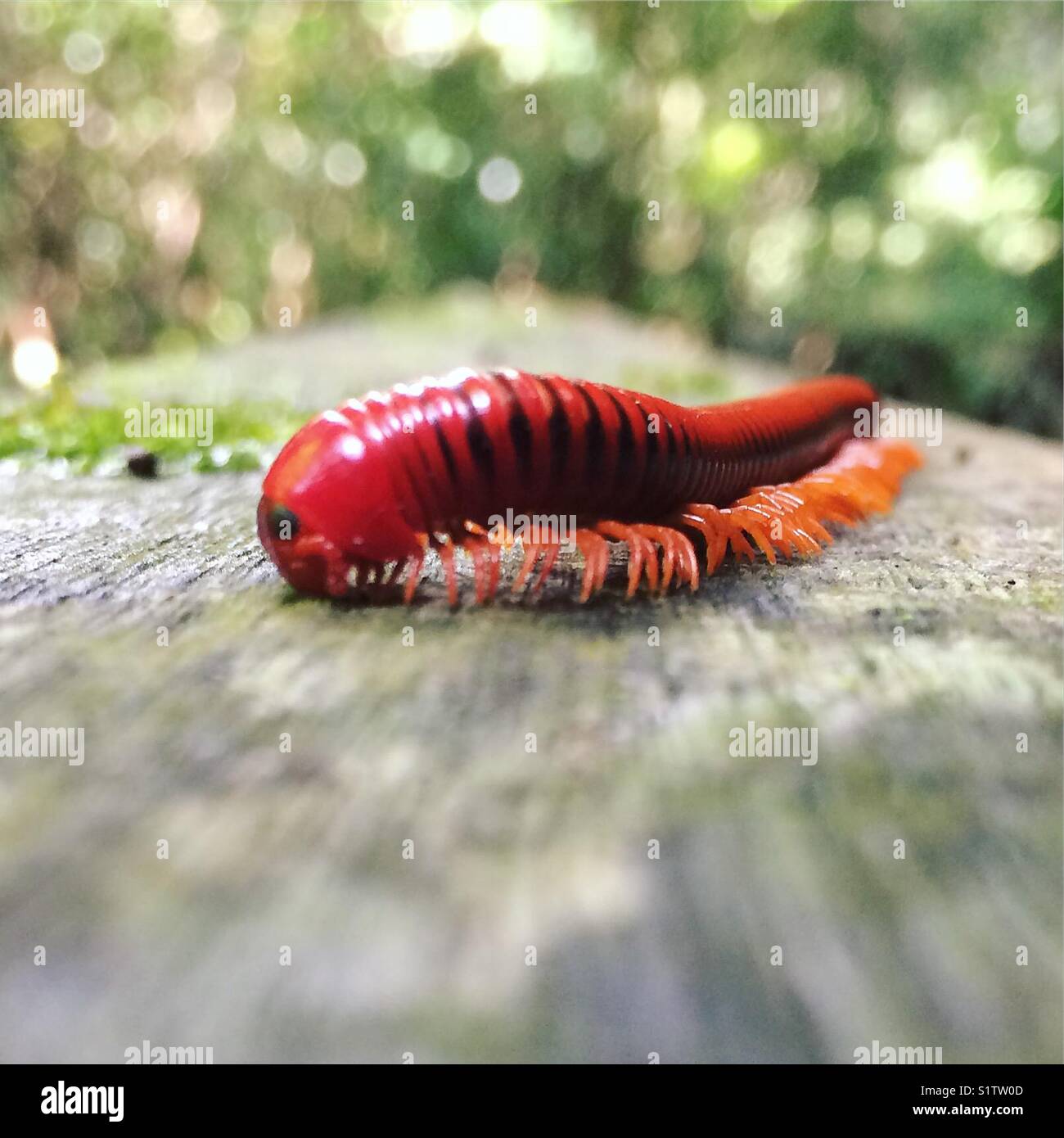 Spotted a huge millipede. Stock Photo