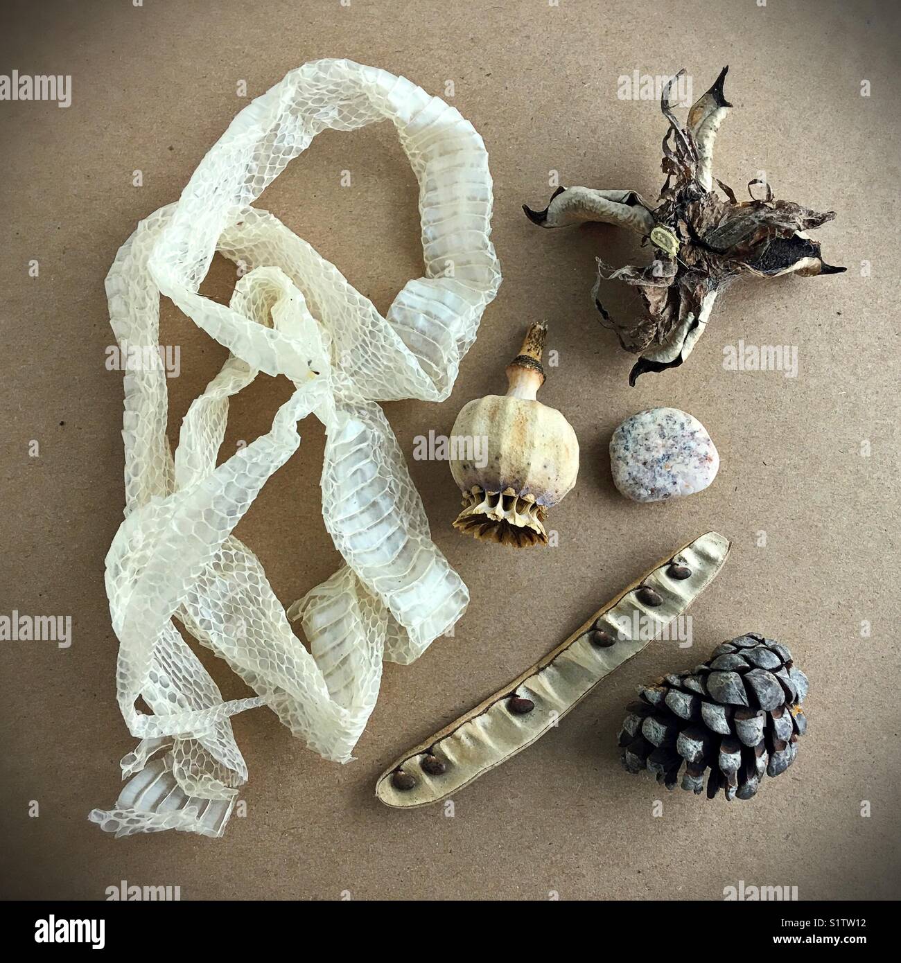 A still life of objects from nature Stock Photo Alamy