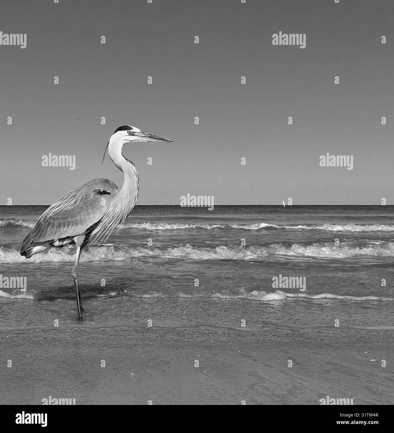 Great Blue Heron Stock Photo Alamy