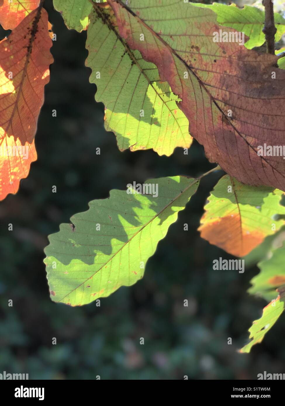 White oak leaves hi-res stock photography and images - Alamy