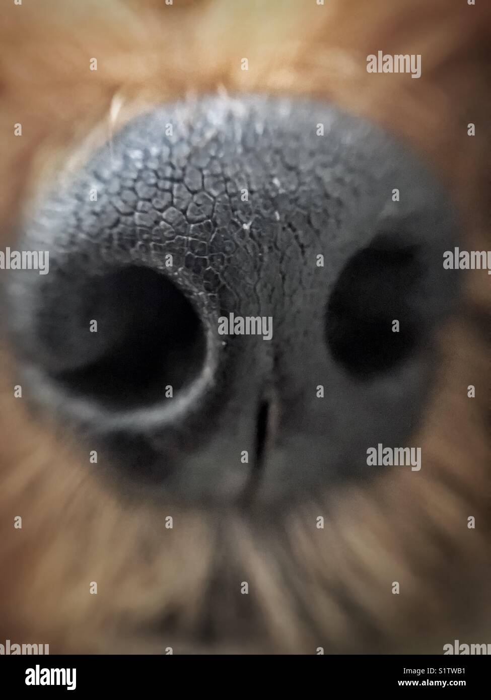 Dog’s snout in macro closeup - Smartphone Captured Stock Image