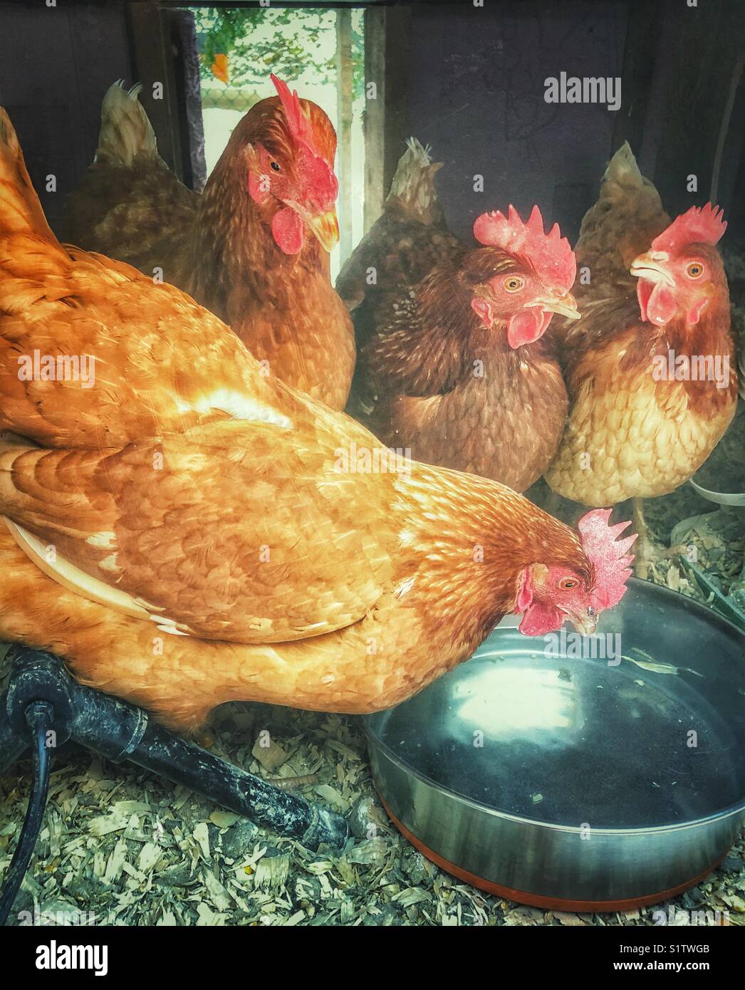 Four hens in a chicken coop drinking from a large metal bowl of water Stock Photo