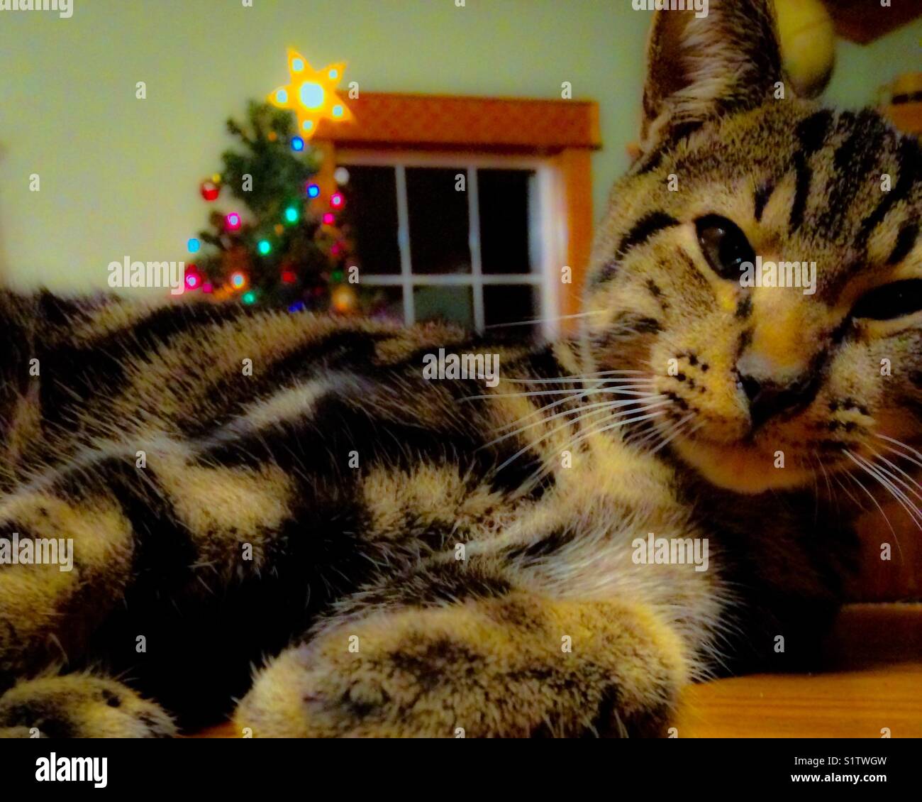 I don't always pose for cute Christmas photos, but when I do... - Smartphone Captured Stock Image