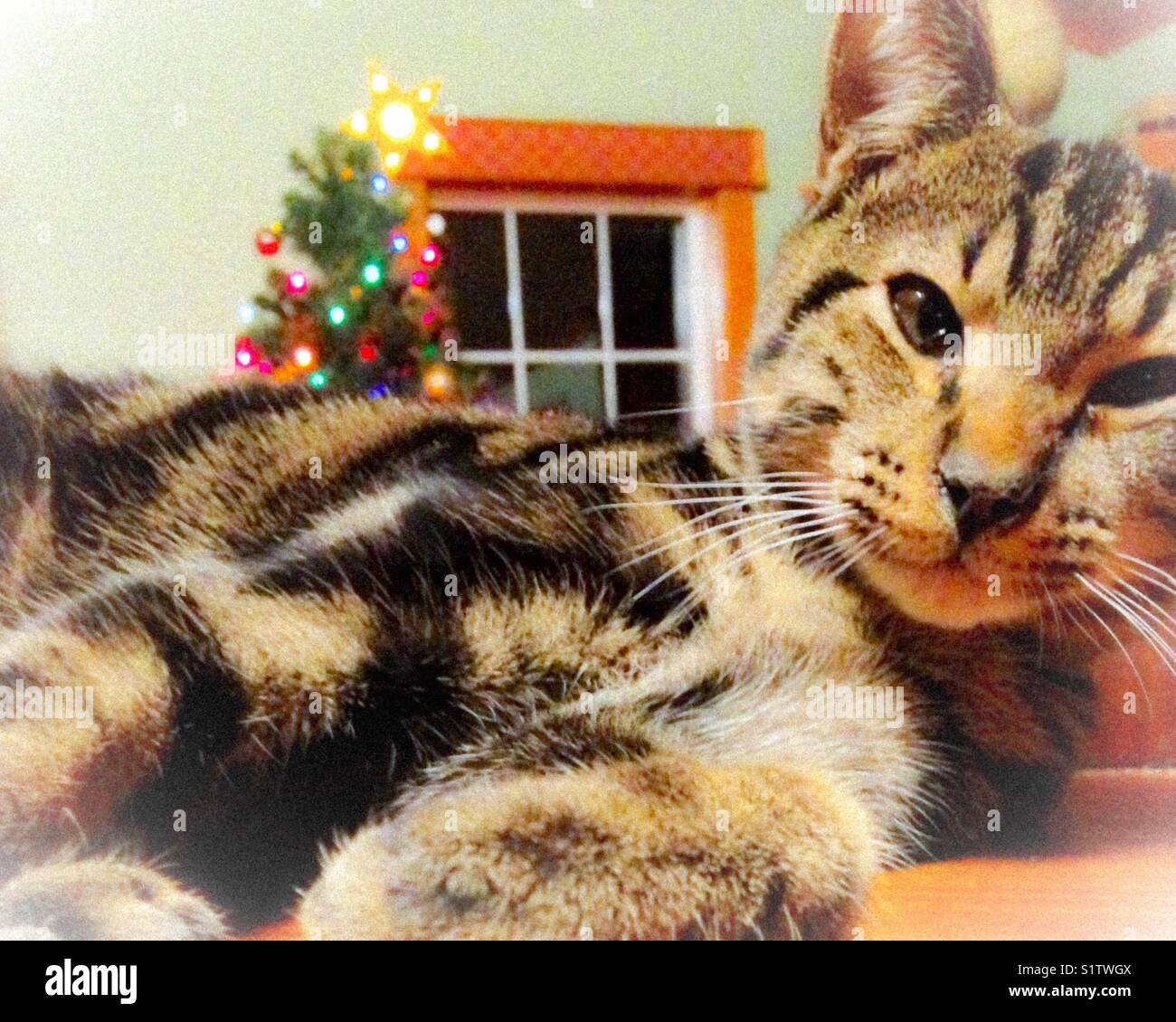 Most interesting kitten in the world- misty photo - Smartphone Captured Stock Image