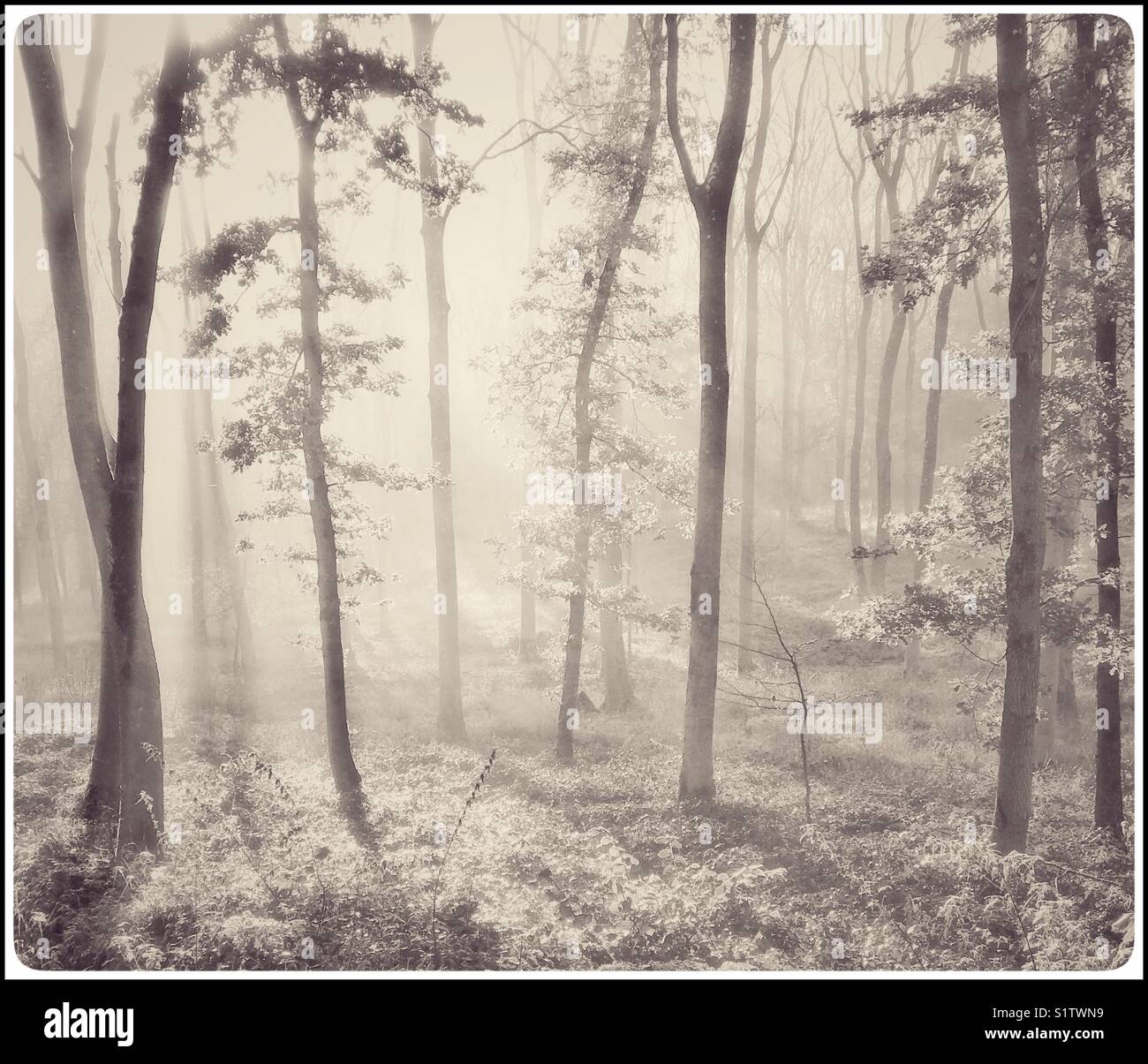 An early morning Autumnal scene in a woodland - the sun has recently risen & is starting to shine through the mist. A high key image with multiple uses. Photo Credit © COLIN HOSKINS. - Smartphone Captured Stock Image